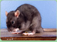 rat control Haverhill