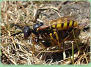wasp control Haverhill